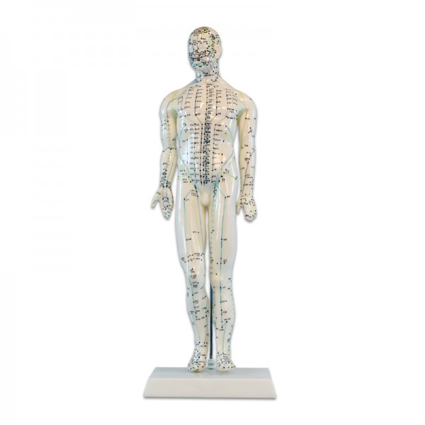 Anatomisches Modell des männlichen menschlichen Körpers 46 cm: 361 Akupunkturpunkte und 80 neugierige Punkte